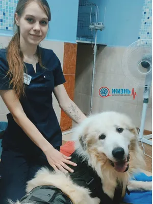 Кожная гистиоцитома собак (памятка для владельцев) | Ветеринарная клиника  доктора Шубина