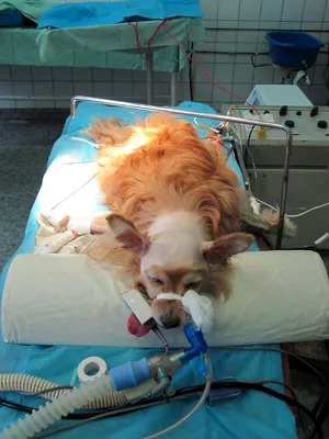 Экструзия и протрузия дисков позвоночника у собак - статьи о лечении в  ветеринарной клинике Dr.Vetson