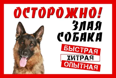 Купить Табличка \"Осторожно злая собака\" по привлекательной цене с быстрой  доставкой по России