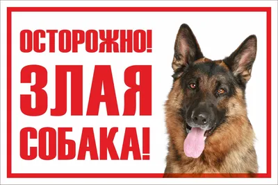 Табличка \"Осторожно! Злая собака\" — Таблички и знаки — Каталог —  Рекламно-производственная компания Кант