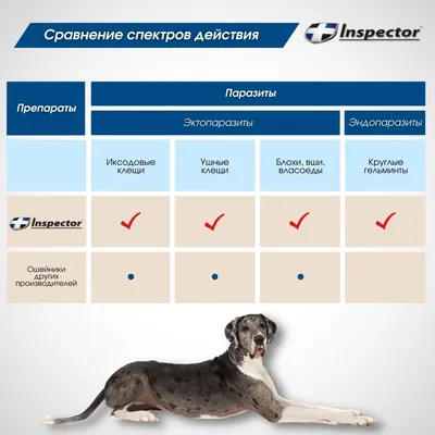 Паразиты у собак: симптомы и лечение, какие бывают паразиты у собаки