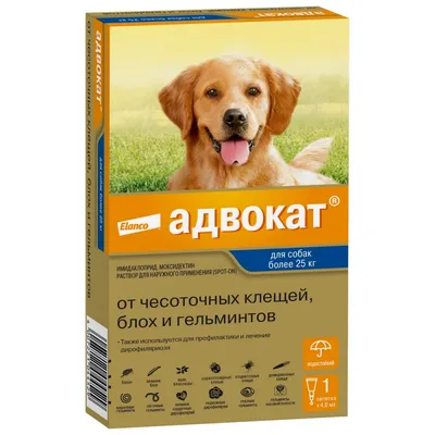 Отит у собак, симптомы и лечение | Ветврач Купарев Леонид