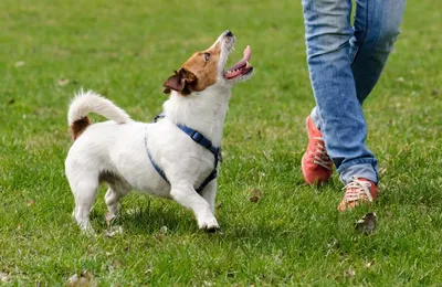 Глисты у собак: : симптомы и признаки, как вылечить