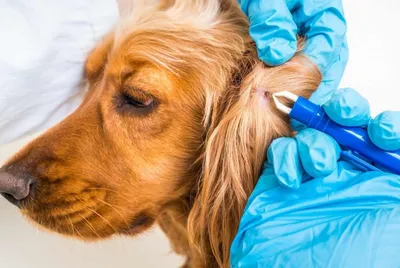 Анкилостомоз у собак: симптомы, лечение, чем опасно заражение