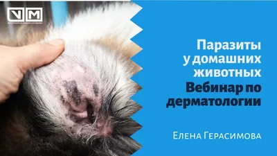 Обработка животных от паразитов - Ветеринарная клиника TerraVet