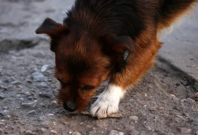 Глисты у собак: причины, симптомы, лечение, профилактика в домашних условиях