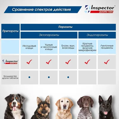 Антипаразитарная обработка домашних питомцев весной и летом