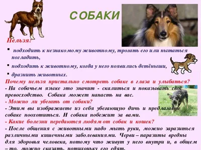 Паразиты у собак: как выявить и как вылечить животноеЦентр реабилитации  временно бездомных животных «Юна»