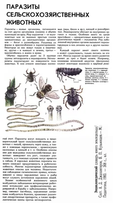 Глисты у собак - Собаки обзор на Gomeovet