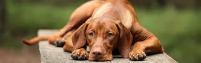 Чем лечить кожную аллергию у собак - cdVet - натуральные витамины для кошек  и собак