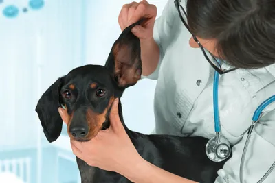 Аллергия у собак: виды, признаки и методы лечения