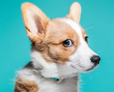 Прививки для собак: виды и схема вакцинации собак и щенков, подготовка