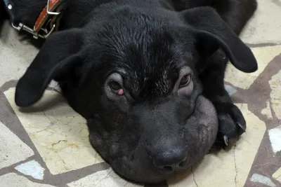 В Перми сделали уникальную операцию крохотному щенку тойтерьера а июне 2019  г - 4 июля 2019 - 59.ру