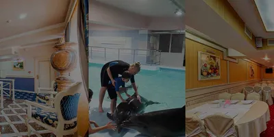 Дельфин отель - Сочи, отдых, цены