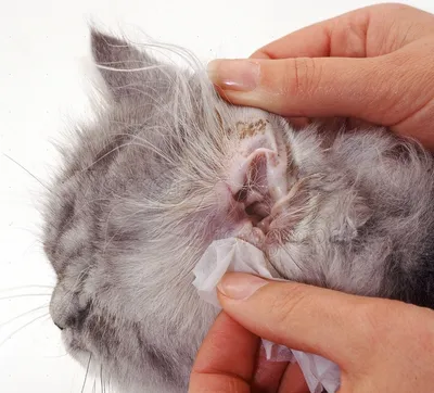 Воспалительные полипы у кошек - это доброкачественные воспалительные  образования, которые возникают на слизистой оболочке.. | ВКонтакте