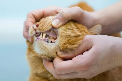 Как лечить аллергический ринит у кошки?