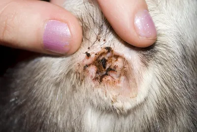 Ушной клещ у кошек: симптомы, лечение и профилактика инвазии