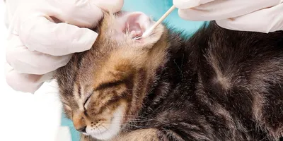 Отит у собак и кошек — диагностика и лечение болезни ушей