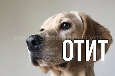 https://petstory.ru/knowledge/dogs/dog-health/dog-prevention/otit-u-sobak/