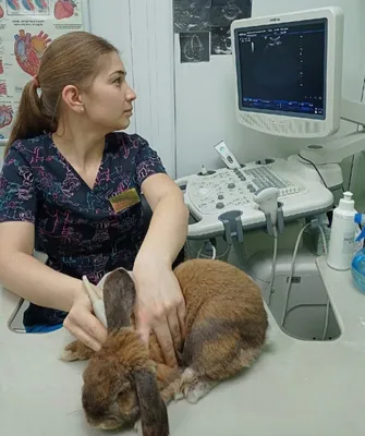 Ушной клещ у собаки: симптомы, причины и лечение | Royal Canin UA