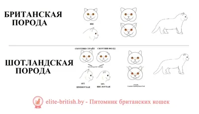 Чем Отличаются Британские Кошки От Шотландских. Разница Пород