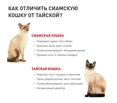 Тайская и сиамская кошки — в чем отличия? | Royal Canin