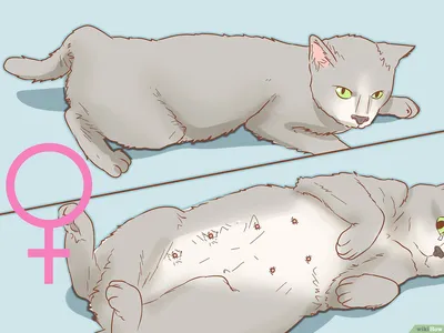 Как определить пол кошки: 7 шагов (с иллюстрациями)