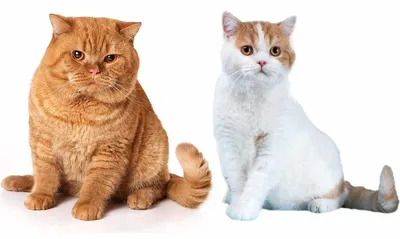 Отличие британских кошек от шотландских: сравним фото - Кот, пёс и я
