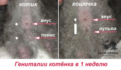 Как определить пол котенка, как отличить новорожденного котёнка мальчика от  девочки кошки - описание с фото, видео