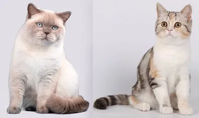 Как отличить кота 🐈 от кошки - Мурчалкин