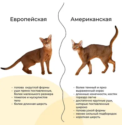 Разновидности абиссинских кошек | Симбасян | Дзен