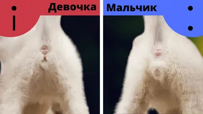 Отличить кота от кошки фото 