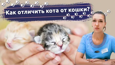 Как узнать пол новорожденного котенка