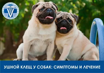 Фотоальбом: Отодектоз (Ушной Клещ) - Выездная ветеринарная служба Невод,  Екатеринбург