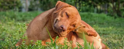 Блог :: Отодектоз - ушной клещ у собак