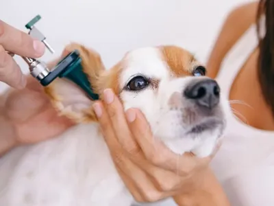 Саркоптоз или зудневая чесотка у собак · ВК «КРУГ»