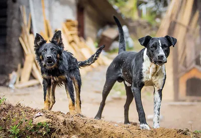 В Железноводске установят ультразвуковой отпугиватель собак | Своё ТВ
