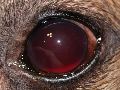 Отслоение сетчатки глаза у собак фото фотографии