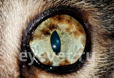Ветеринарная скорая помощь ZooHelp - Красные глаза у собаки Покрасневшие  белки глаз у собаки могут быть как нормой, так и патологией. Если питомец  не принадлежит к породам, для которых это явление нормальное,