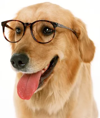 Язва роговицы у собак - лечение - ветеринарная офтальмология Реком