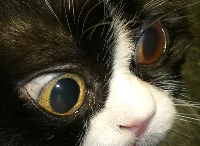 Диагностика слепоты у кошек и собак, домашних животных | Офтальмологическое  отделение ветеринарной клиники