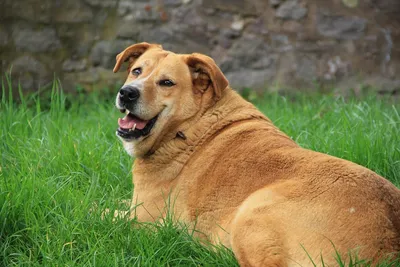 Ожирение у собак фото фотографии
