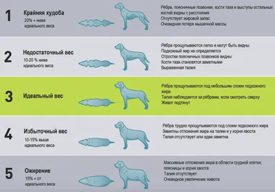 Избыточный вес у собак и кошек Мир хвостатых - журнал о домашних питомцах.