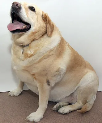 Ветврач назвал склонные к ожирению породы собак | Ветеринария и жизнь