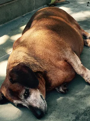 Ученые установили одну из причин ожирения у собак | Ветеринария и жизнь