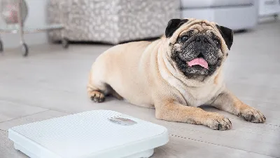 История: Страдавший от ожирения пес из приюта похудел, чтобы найти нового  хозяина — Нож