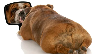 Ожирение у собак, как определить и что делать?