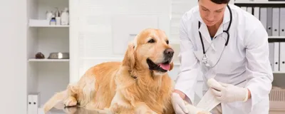 Ожирение у собак: 10 пород с высоким риском» — создано в Шедевруме