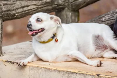 Избыточный вес у собаки - сведения об оптимальном весе | Royal Canin UA