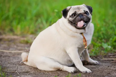 Ожирение и болезни собак, связанные с лишним весом | Домашние животные -  самое важное | Дзен